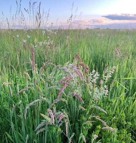 Species Rich Wild Grass Meadow
